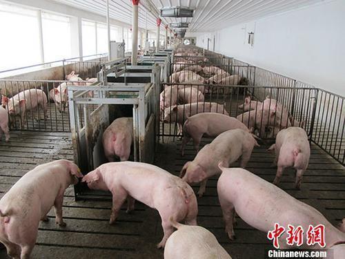 资料图：活猪养殖场。 中新社记者 林浩 摄
