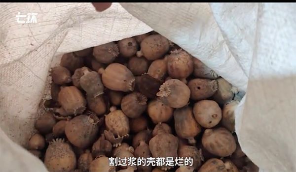 安国市一个药材商给拿出小半袋罂粟壳。 