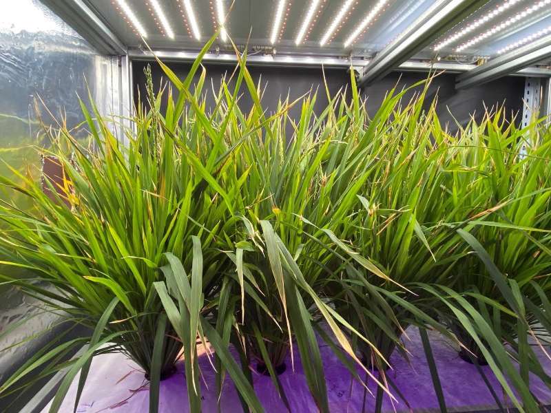 “植物工厂60天收获：我国实现水稻生育周期减半重要突破