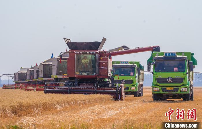 河南小麦大规模机收基本结束收获面积逾8500万亩