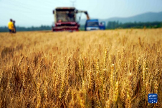全国“三夏”大规模机收基本结束9省已收获小麦超3亿亩由南向北快速推进