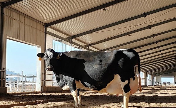 优然牧业武威牧场单产突破41公斤单牛最高单产达90公斤