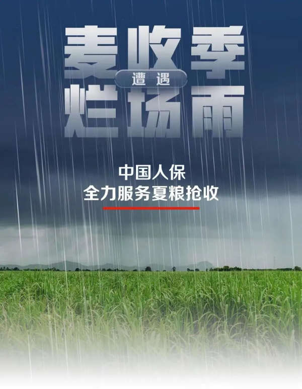 麦收季遭遇“烂场雨”中国人保全力服务夏粮抢收