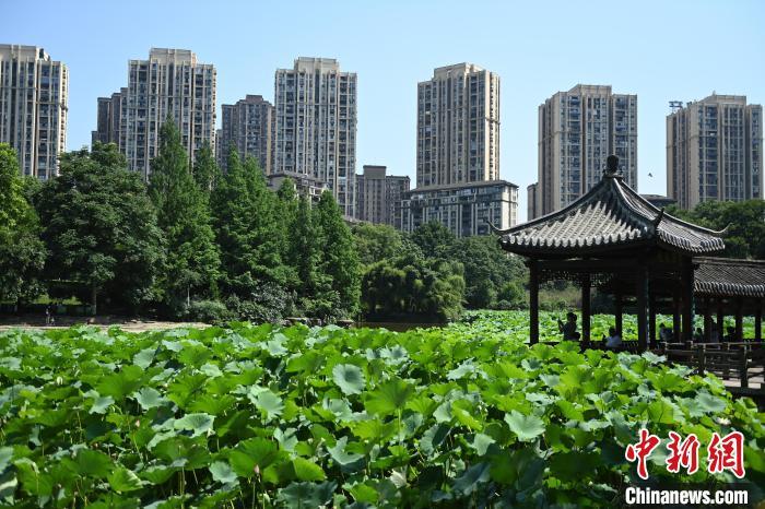 耀世注册重庆城市公园满塘荷叶绿意浓_财经_中国网(图2)