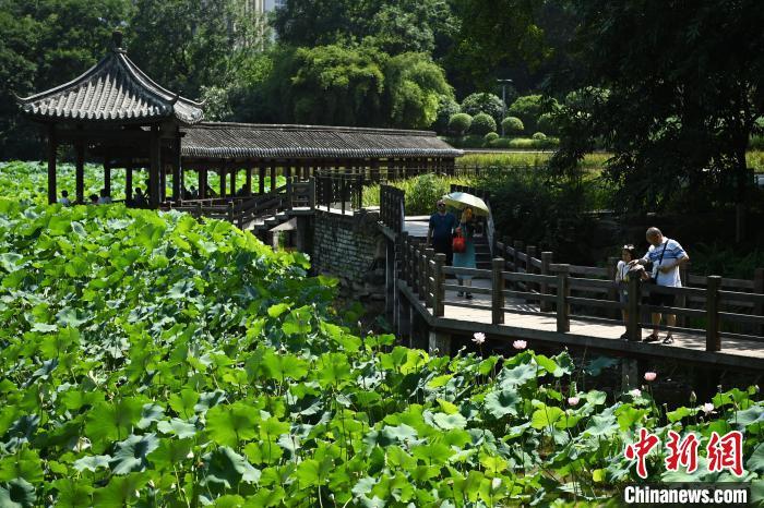 耀世注册重庆城市公园满塘荷叶绿意浓_财经_中国网(图8)