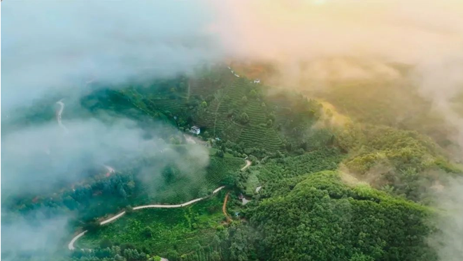 广西梧州市苍梧县六堡镇八集茶园的清晨 
