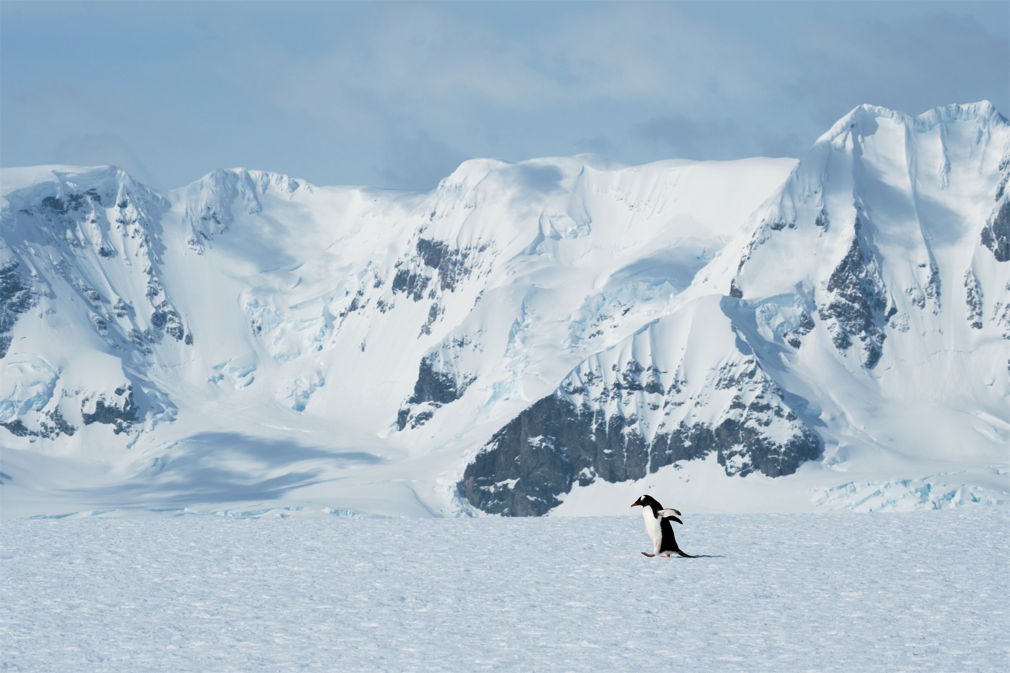 去南极的年轻人花10万“重启人生”？