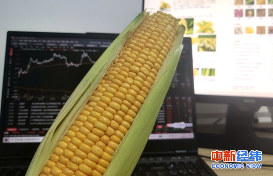 玉米价格“7月热烤8月放凉” 未来还会接着涨吗？